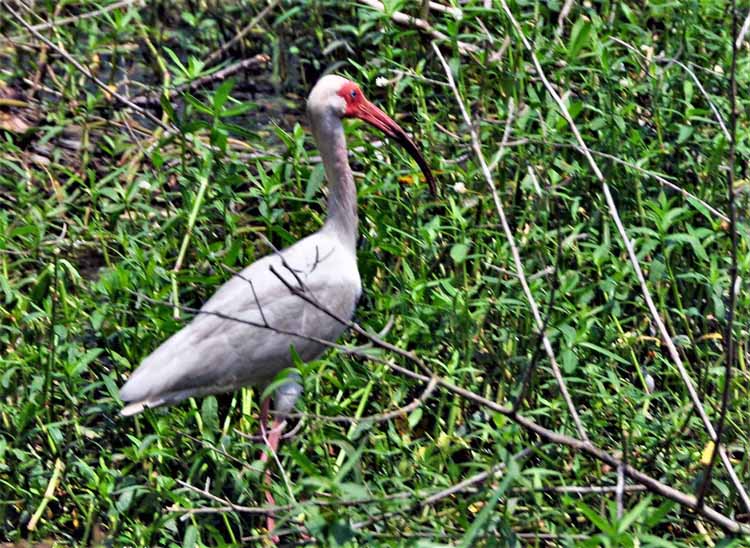 ibis